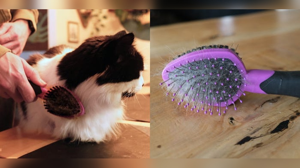 What Grooming Brush Do Groomers Use for Long Hair Cats: Top Picks