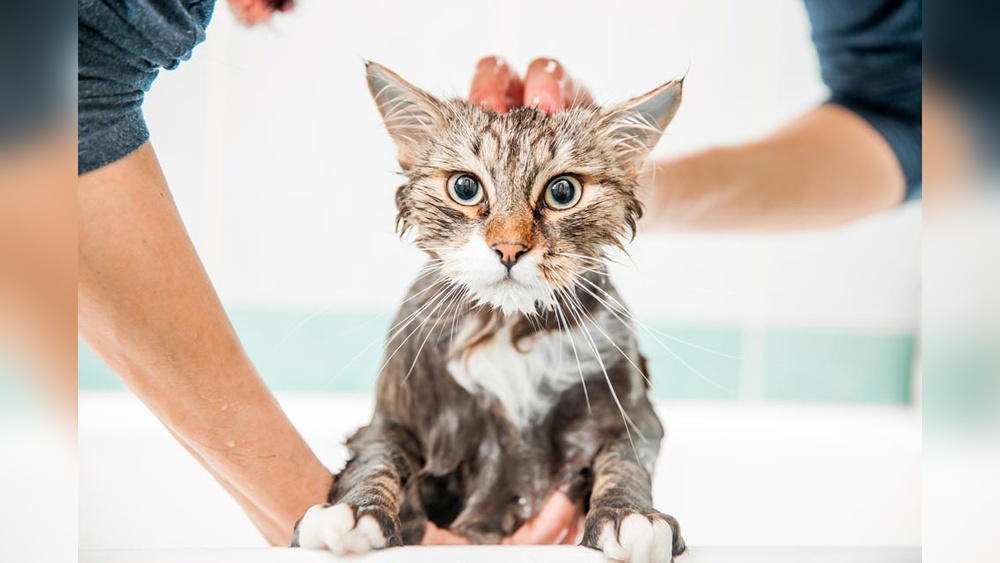 What Grooming Should Be Do to Cats Need: Essential Care Tips