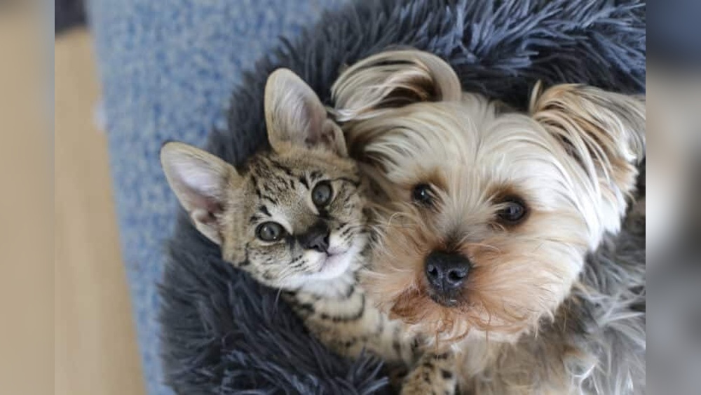 What Happens If a Cat Breeds With a Dog: Myth vs. Reality Explained