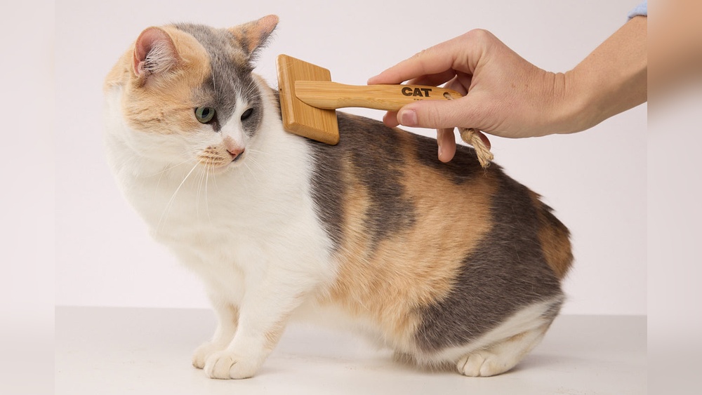 What Happens If You Groom a Cat Tongue: Surprising Facts Revealed