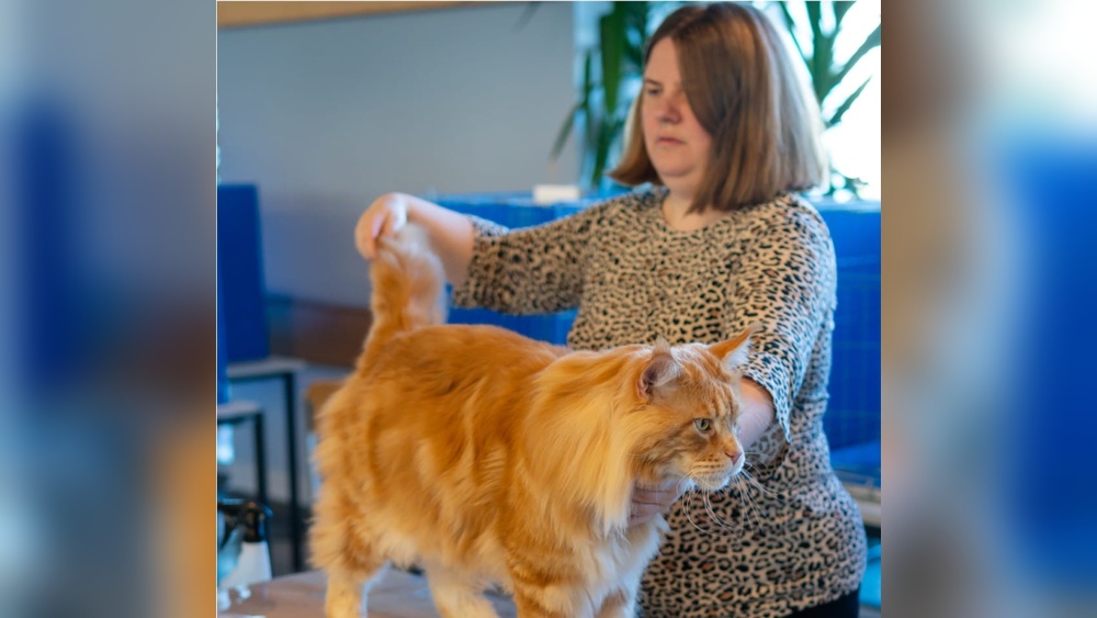 What is a Cat Breeder Mentor: Essential Guide for Success