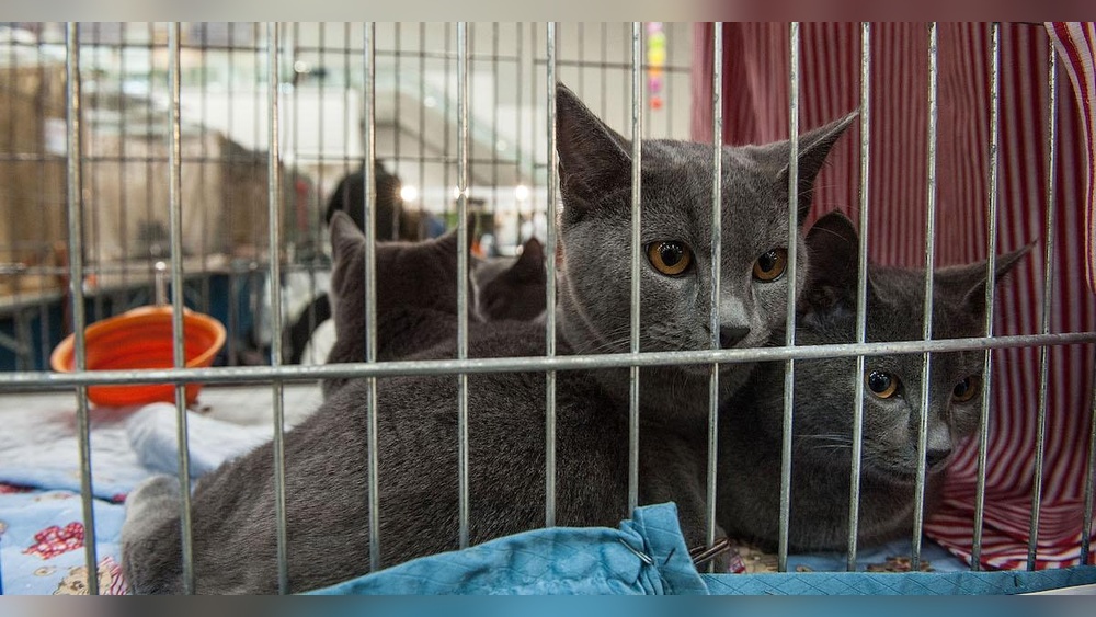 What is a Cat Breeding Mill: Shocking Truths Revealed