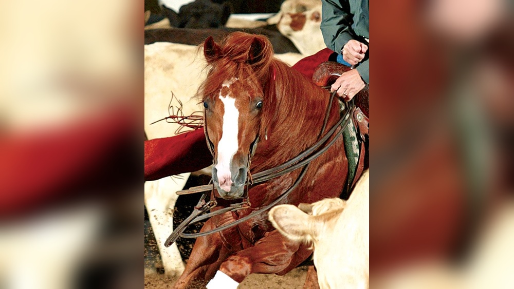 What is Cat Ichi&rsquo;S Breeding Fee for 2019: Revealed & Updated!