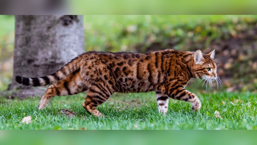 What is Exotic Cat Breeds: Stunning Facts Every Lover Must Know
