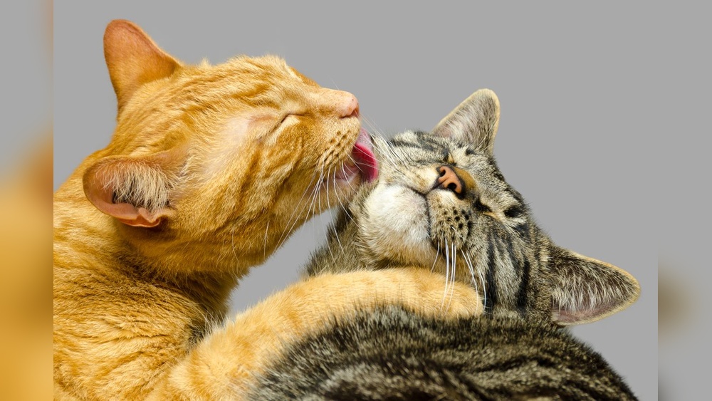 What is It Called When a Cat Grooms Another: Understanding Cat Grooming Behavior