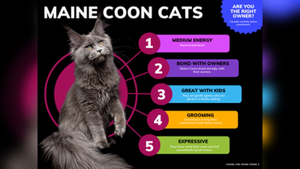 What is Maine Coon Cat Behavior: Traits Every Owner Must Know