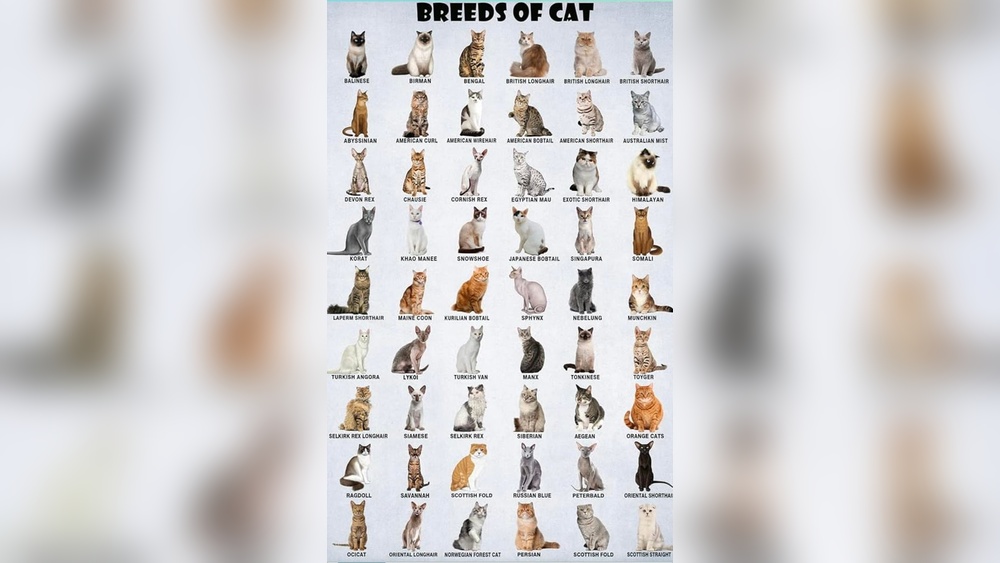 What is My Cat Breeds: Discover Your Feline&rsquo;s Unique Identity