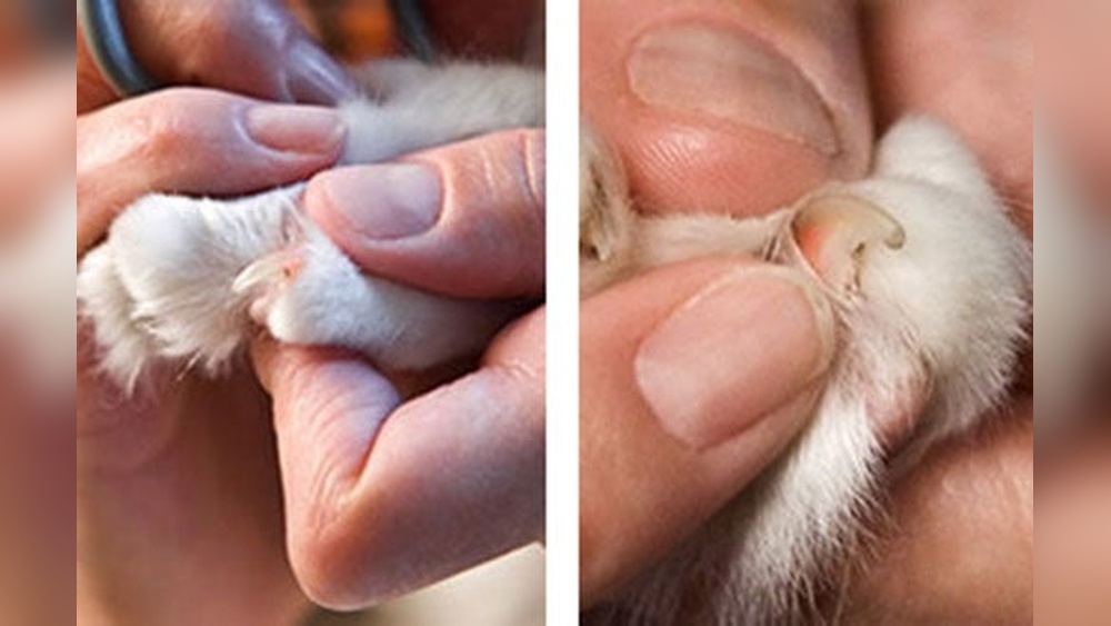 What is Normal Cat Grooming: Essential Tips for Healthy Cats