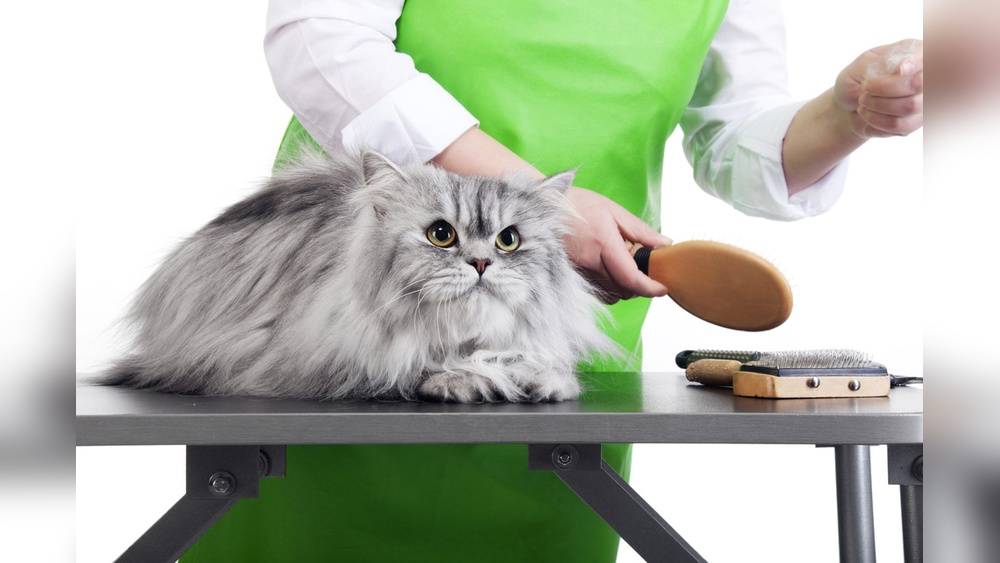 What is the Average Cost of Cat Grooming: Ultimate Price Guide 2025