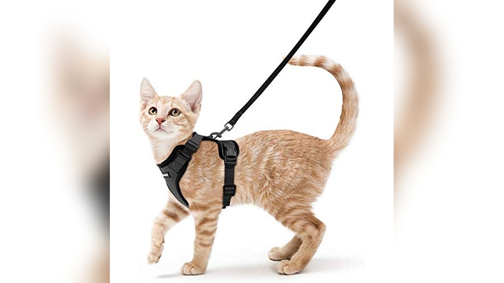 What is the Best Cat Harness for Comfortable and Secure Outdoor Walks