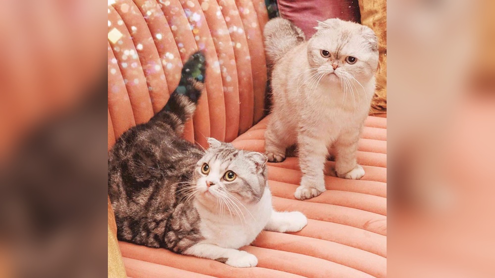 What is the Breeds of Cats Taylor Swift Has: Ultimate Guide Revealed