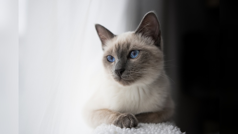 What is the Cheapest Cat Breeds: Top Affordable Feline Friends