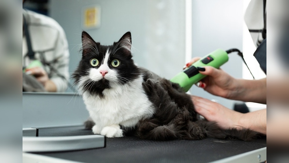 What is the Cost of Cat Grooming at Petsmart: Affordable Rates Revealed