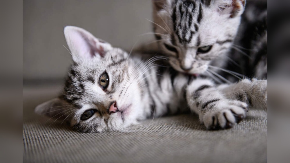 What It Means When Cats Groom Each Other: Surprising Insights Revealed