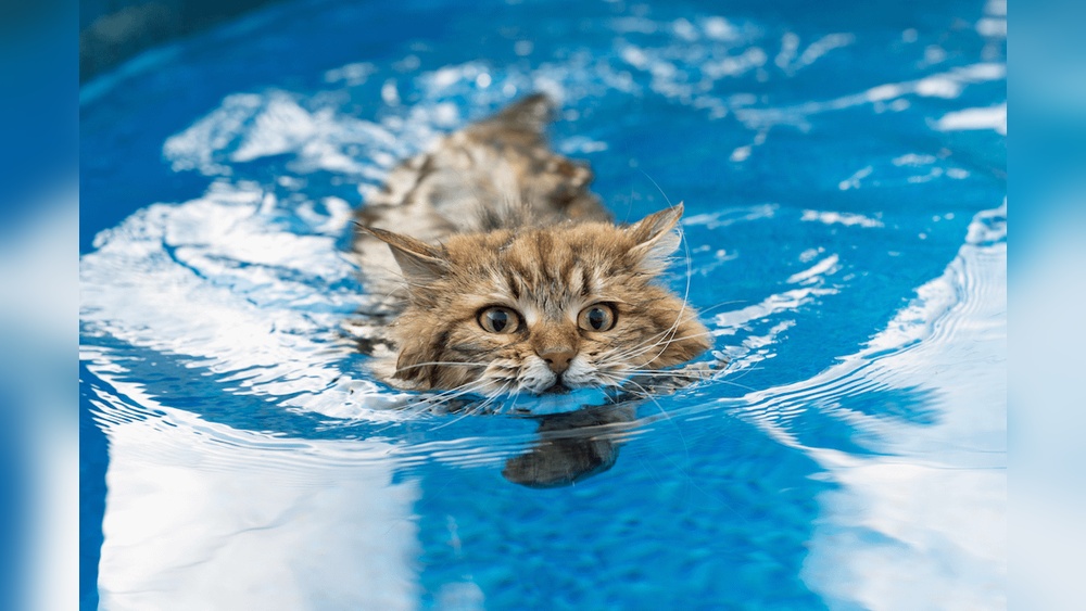 What Kind of Cat Breeds are Afraid of Water: Surprising Insights