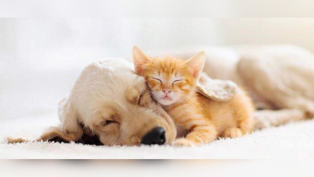 What Kind of Cat Breeds Get along With Humans: Top Friendly Picks