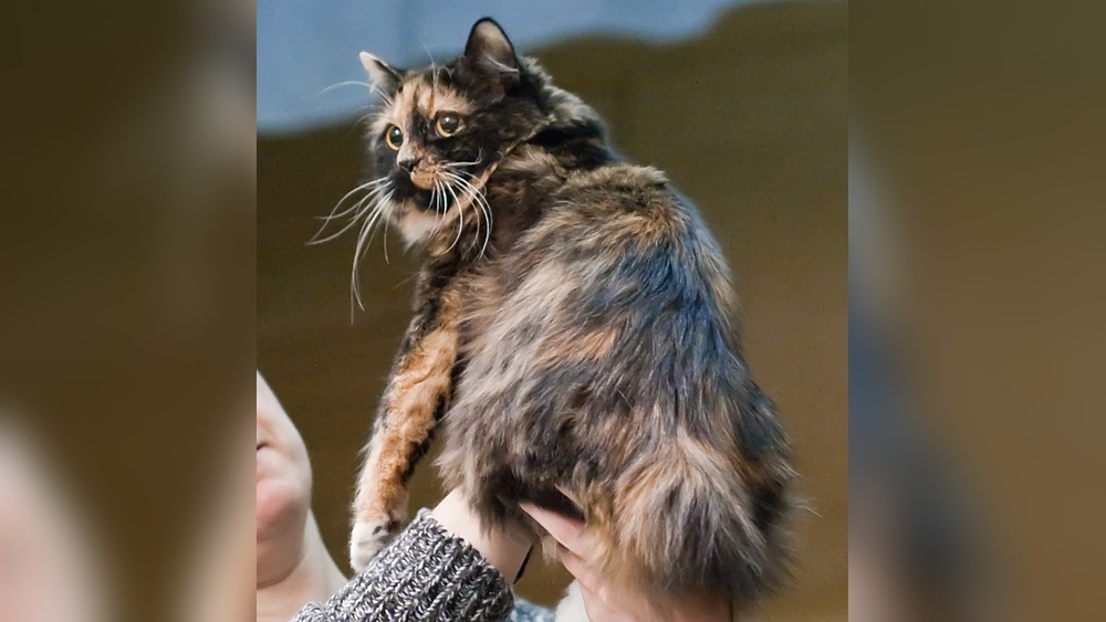 What Kind of Cymric Breeds of Cats are There: Discover Unique Traits