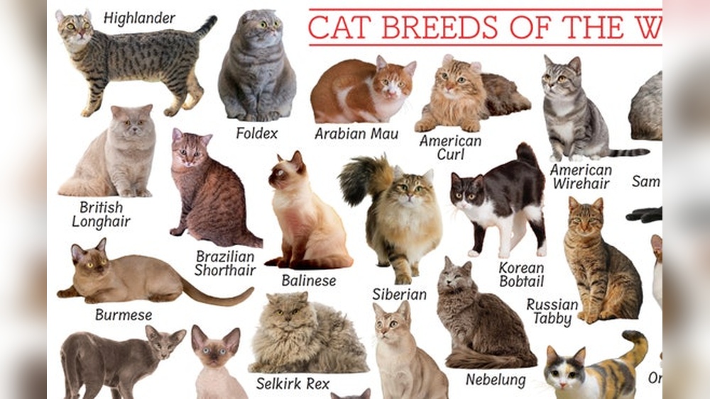 What Kind of Education for Cat Breeder: Essential Skills Uncovered
