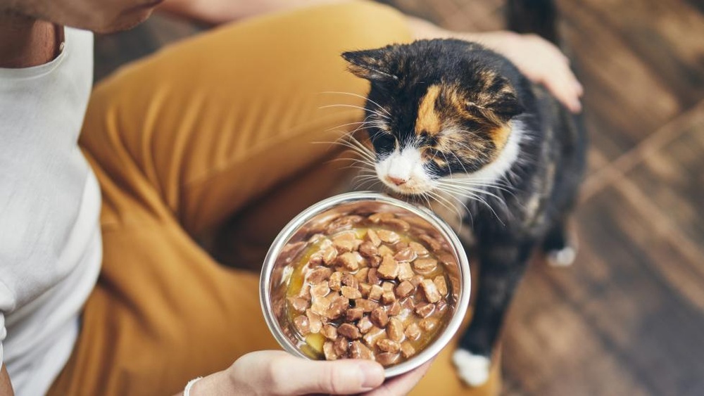 What Measure of Cat Food Should My Adult Cat Need: Expert Guide