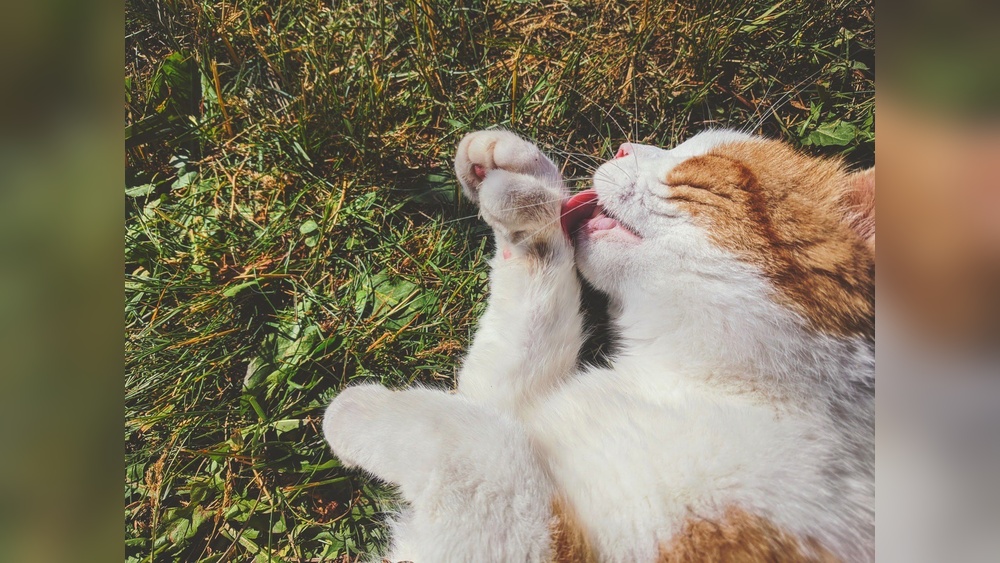 What Percentage of the Waking Hours Do Cats Groom Themselves: Surprising Facts Revealed