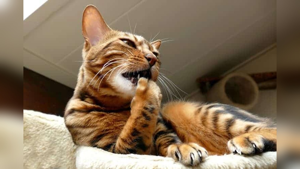 What Percentage of Their Waking Hours Do Cats Spend Grooming: Surprising Facts Revealed