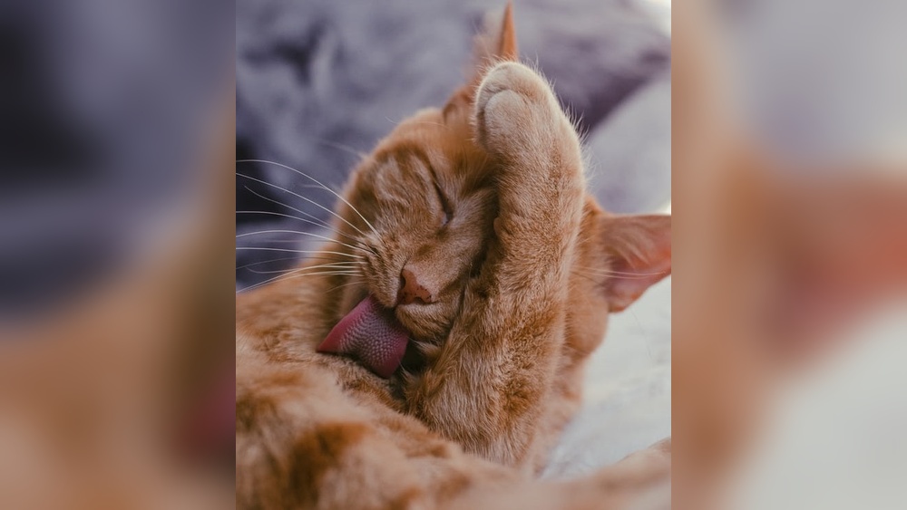 What Percentage of Time Does Cats Groom Themselves: Surprising Facts Revealed