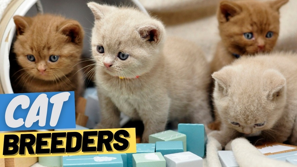 What Questions to Ask Cat Breeder: Essential Tips for Smart Buyers