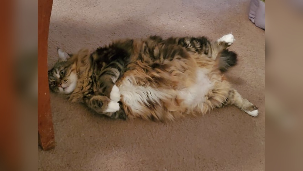 What to Do When Your Cat Cant Groom Her Rear: Essential Care Tips