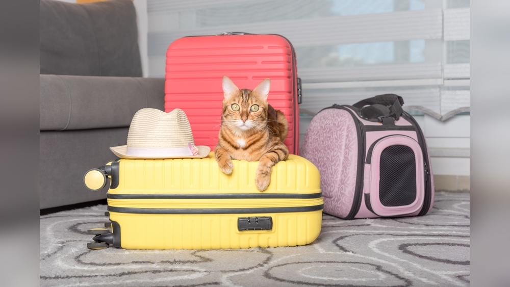 What to Do With My Cat While Traveling: Top Tips for Peace of Mind