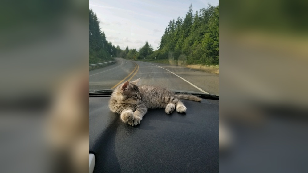 What to Give Kitten for Car Ride: Essential Comfort Tips
