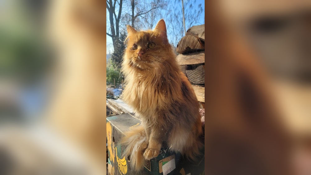 What to Groom Your Cat With Reddit: Top Tools & Tips Revealed