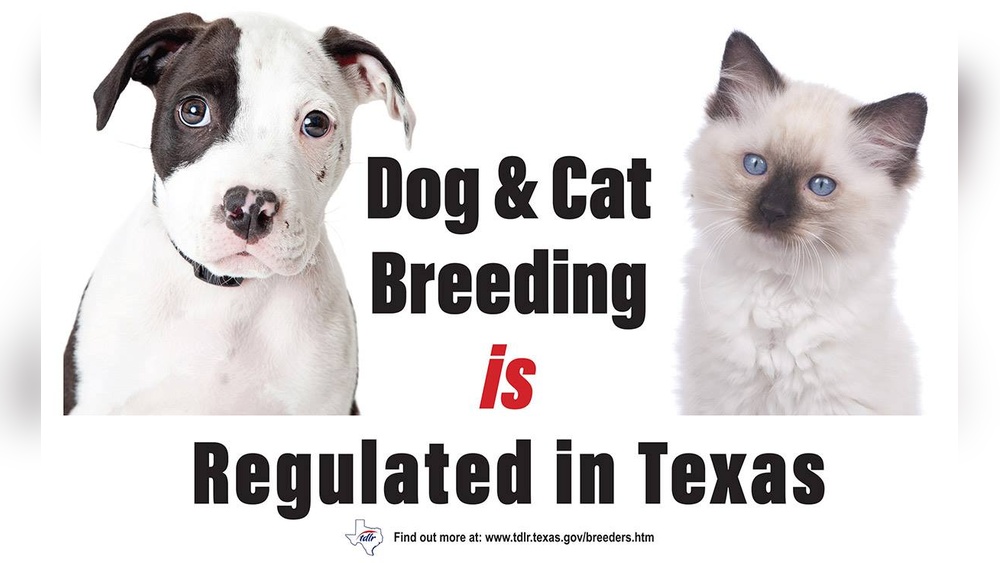 What to Know About Cat Breeding Laws: Essential Legal Insights