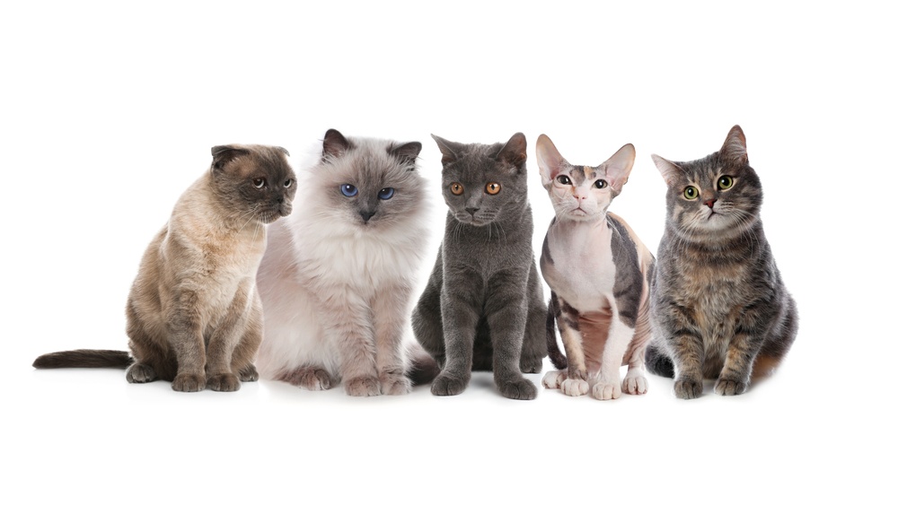 What to Know About Cat Breeding: Essential Tips for Success