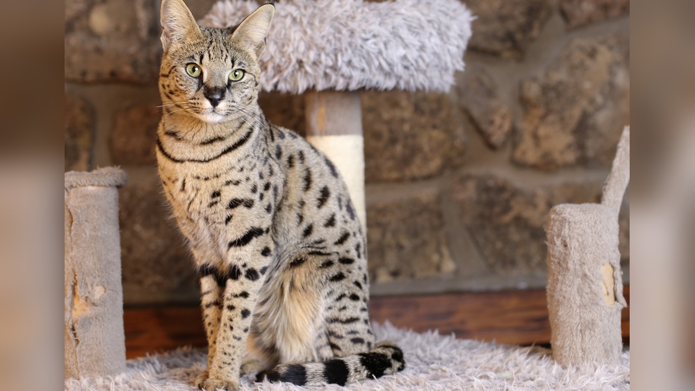 What Two Breeds Make a Savannah Cat: Discover the Wild Mix