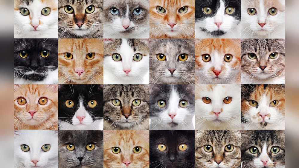 What Types of Cat Breeds are There: Ultimate Guide to Popular Cats