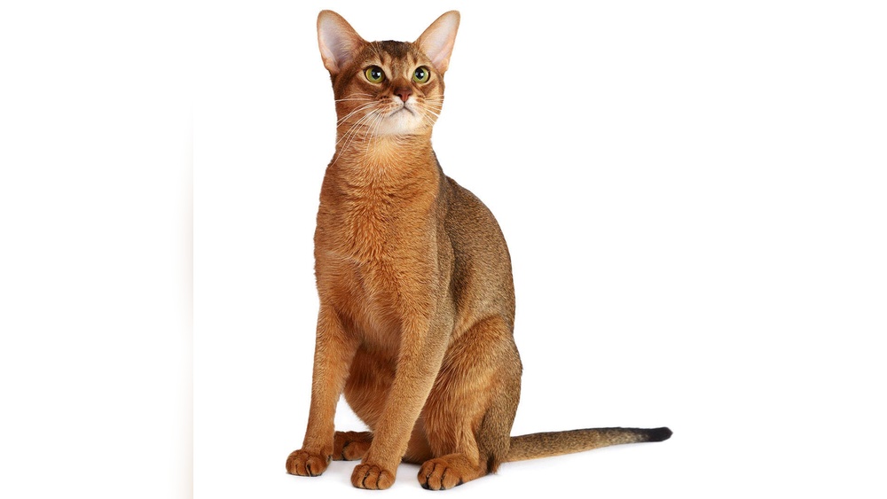 What were Abyssinian Cats Breeds for: Fascinating Origins Revealed