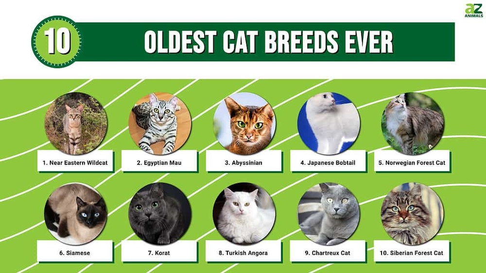 What were the First Cat Breeds: Discover Ancient Feline Origins