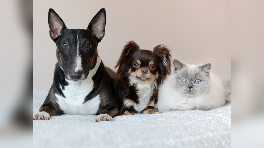 What Would a Cat Breeded With a Dog: Myth or Reality Explored