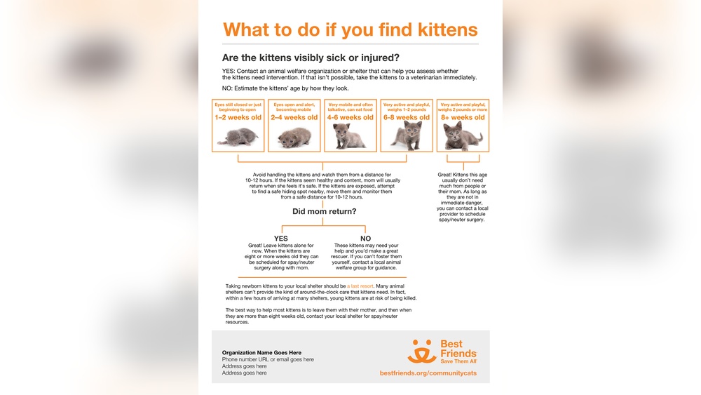 What You Need to Take Care of a Neonatal Kitten: Essential Tips