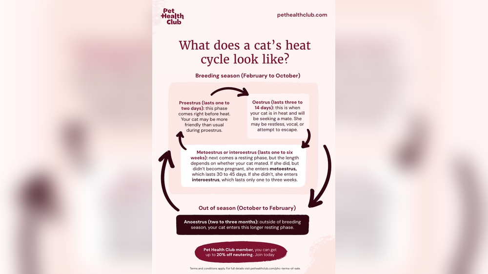 When Can Cats Start Breeding: Essential Facts Every Owner Must Know