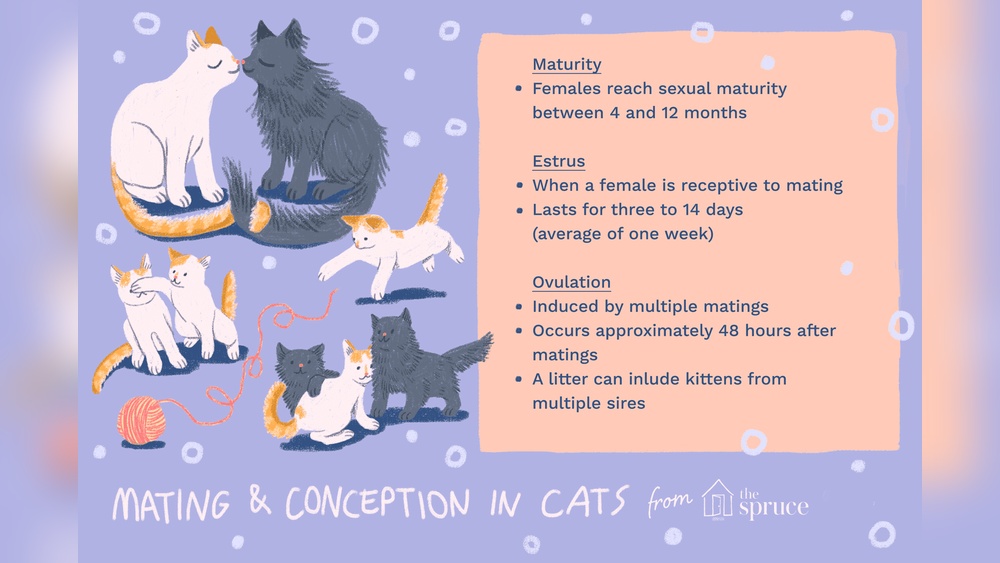 When Can Female Cats Start Breeding: Essential Facts Revealed