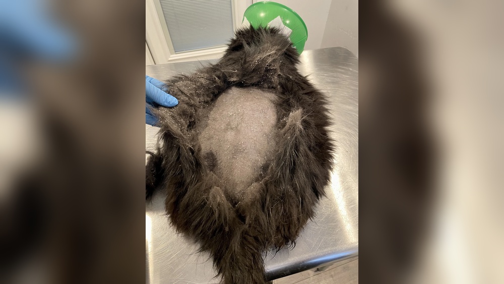 When Cats Don&rsquo;T Groom Themselves: Signs You Shouldn&rsquo;t Ignore