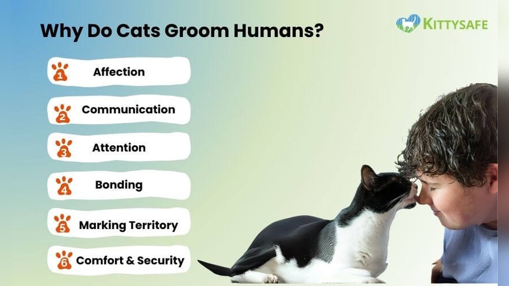 When Cats Groom Humans: Surprising Reasons Behind This Behavior