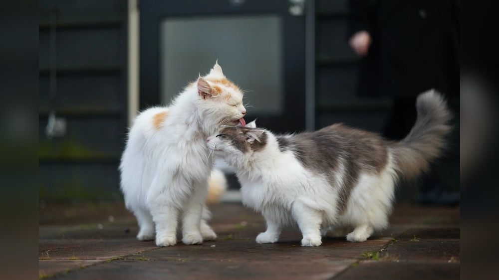 When Cats Groom One Another: Surprising Reasons Explained