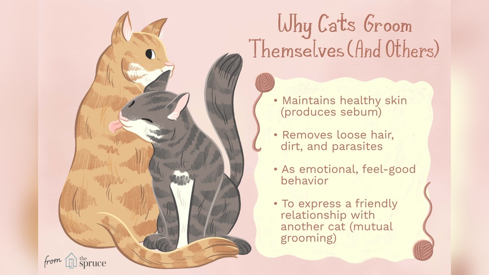 When Cats Groom Themselves on You: Surprising Meanings Revealed