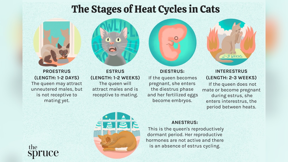When Did Breeding Cats Start Getting Called Queens: Uncovering Origins