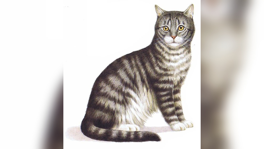 When Did Cat Breeds Start: Unveiling Their Fascinating Origins