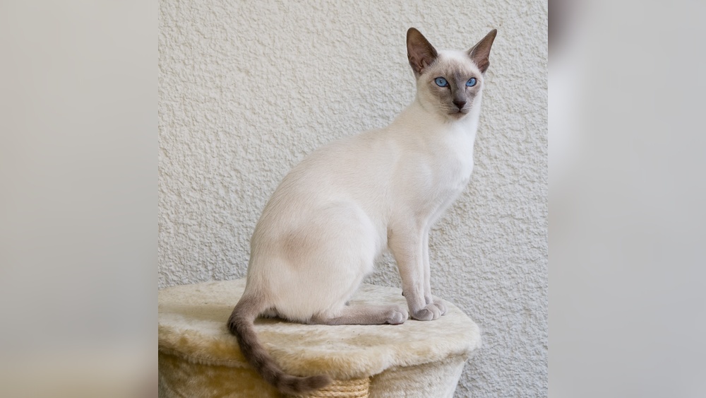 When Did They Start Breeding Siames Cats: Unveiling History