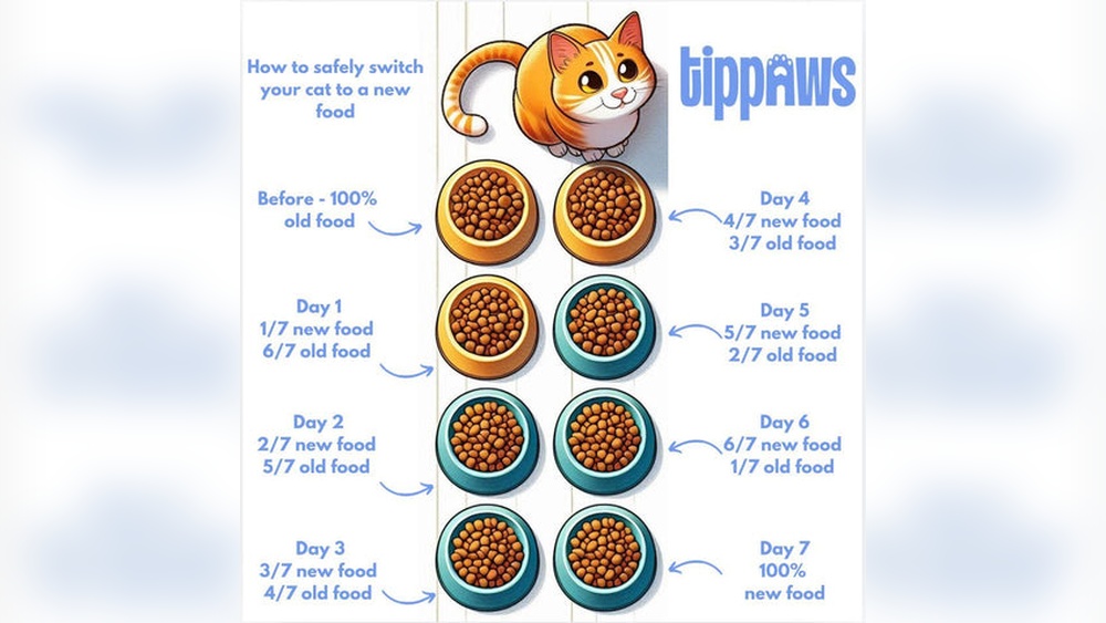 When Do Cats Switch to Adult Cat Food: Essential Timing Tips