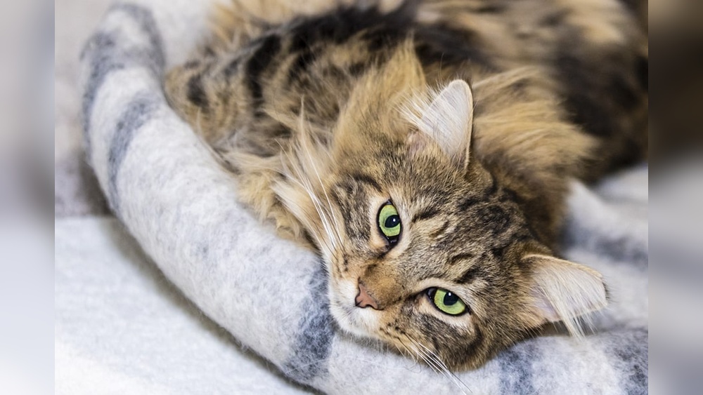 When Do Long Haired Cat Breeds Get Their Long Hair: Key Growth Stages Revealed